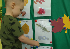 Odszukujemy liść i jego owoc