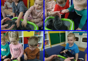 Konkurs na najdelikatniejsze futerko wygrywają szynszyle.