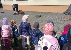 Pies szuka ulubionej piłeczki.