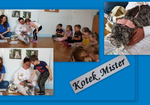 Kotek Mister.