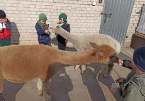 Bratki karmią alpaki