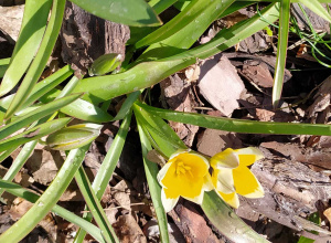 Miniaturowe tulipany