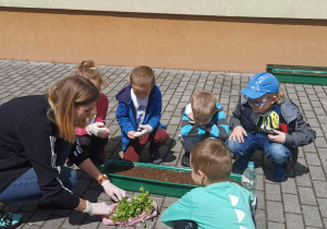 Nauczycielka wyjmuje sadzonki cyni z foliowego woreczka