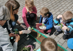 Dzieci przystępują do sadzenia cyni do skrzynek