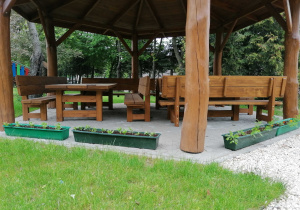 Wokół zadaszenia stoją skrzynie z cyniami i aksamitkami