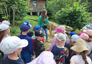 Słuchanie ciekawostek o dinozaurach.