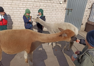 Bratki karmią alpaki