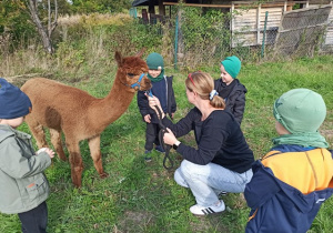 Chłopcy na spacerze z alpakami