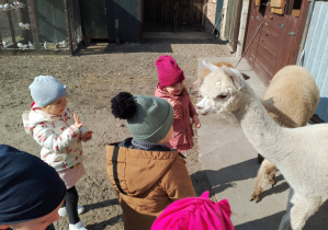 Dzieci karmią alpaki