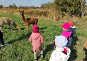 Na spacerze z alpakami