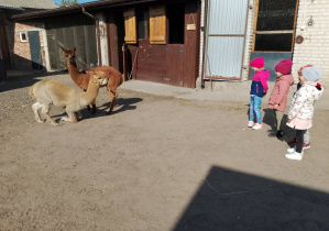 Alpaka się ukłoniła