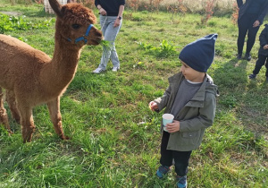 Karolek karmi alpakę