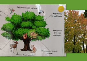 Co nam daje drzewo?
