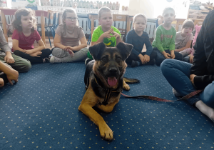 Bezdomny piesek ze Schroniska dla Bezdomnych Zwierząt w Skierniewicach.