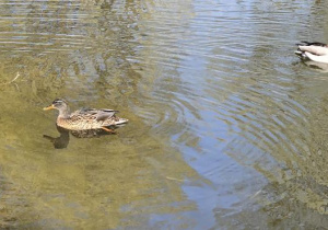 kaczuszki nad stawem