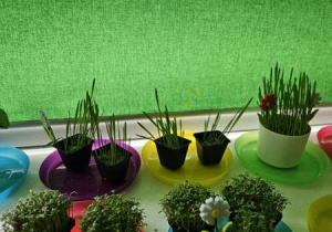 Hodowla rzeżuchy i owsa.