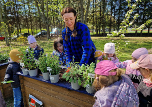 Mama Blanki pokazuje jak wygląda praca ogronika w praktyce.