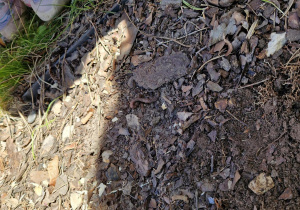 Podczas przygotowywania ziemi pod kwiaty, dzieci odkryły dżdżownicę.