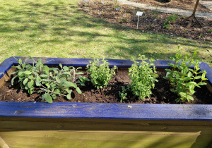 Koniec prac ogrodowych. Teraz czekamy, aż nasze zioła urosną.