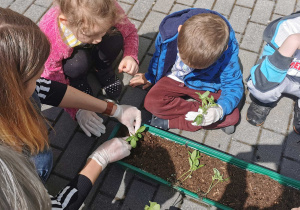 Pani Karolina pokazuje dzieciom jak należy umieścić sadzonkę w ziemi